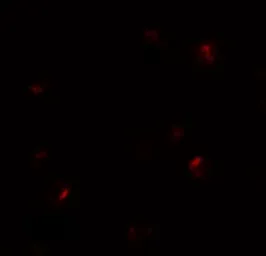 Anti-B9D1 antibody used in Immunocytochemistry/ Immunofluorescence (ICC/IF). GTX32055