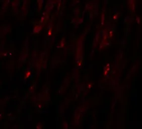 Anti-MLIP antibody used in IHC (Paraffin sections) (IHC-P). GTX32056