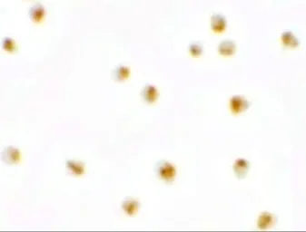 Anti-C9orf116 antibody used in Immunocytochemistry/ Immunofluorescence (ICC/IF). GTX32057