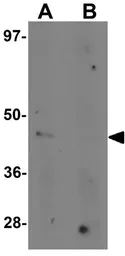 Anti-Nkx2.4 antibody used in Western Blot (WB). GTX32058