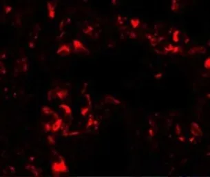 Anti-FOXRED2 antibody used in IHC (Paraffin sections) (IHC-P). GTX32060