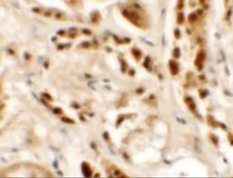 Anti-SIGLEC15 antibody used in IHC (Paraffin sections) (IHC-P). GTX32061