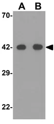 Anti-SIGLEC15 antibody used in Western Blot (WB). GTX32061