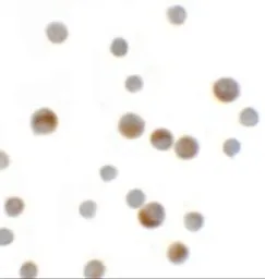 Anti-YPEL1 antibody used in Immunocytochemistry/ Immunofluorescence (ICC/IF). GTX32062