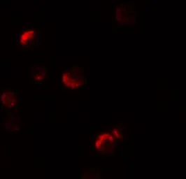 Anti-YPEL1 antibody used in Immunocytochemistry/ Immunofluorescence (ICC/IF). GTX32062
