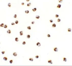 Anti-YPEL3 antibody used in Immunocytochemistry/ Immunofluorescence (ICC/IF). GTX32064
