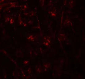 Anti-TMEM106A antibody used in IHC (Paraffin sections) (IHC-P). GTX32066