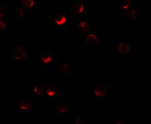 Anti-RILP antibody used in Immunocytochemistry/ Immunofluorescence (ICC/IF). GTX32069