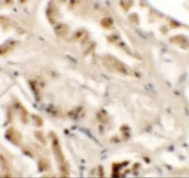 Anti-GZF1 antibody used in IHC (Paraffin sections) (IHC-P). GTX32070
