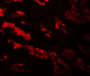 Anti-GZF1 antibody used in IHC (Paraffin sections) (IHC-P). GTX32070