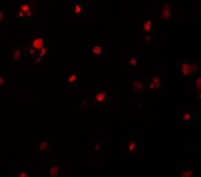 Anti-KIAA0141 antibody used in IHC (Paraffin sections) (IHC-P). GTX32077