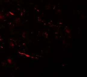 Anti-VPS13B antibody used in IHC (Paraffin sections) (IHC-P). GTX32078