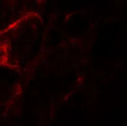 Anti-ZFYVE21 antibody used in IHC (Paraffin sections) (IHC-P). GTX32080