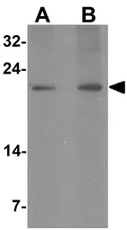 Anti-LYZL1 antibody used in Western Blot (WB). GTX32083