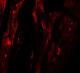 Anti-SHQ1 antibody used in IHC (Paraffin sections) (IHC-P). GTX32091