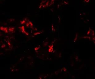 Anti-PLA1A antibody used in IHC (Paraffin sections) (IHC-P). GTX32097