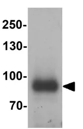 Anti-IL17 Receptor E antibody used in Western Blot (WB). GTX32106