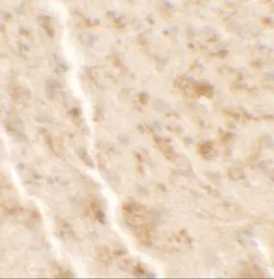 Anti-SHISA4 antibody used in IHC (Paraffin sections) (IHC-P). GTX32110
