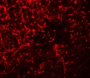 Anti-SHISA4 antibody used in IHC (Paraffin sections) (IHC-P). GTX32110