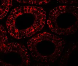 Anti-MOSPD1 antibody used in IHC (Paraffin sections) (IHC-P). GTX32111