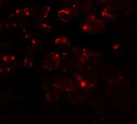Anti-MTERFD1 antibody used in Immunocytochemistry/ Immunofluorescence (ICC/IF). GTX32112