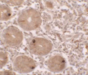 Anti-MTERFD2 antibody used in IHC (Paraffin sections) (IHC-P). GTX32113