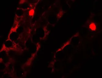 Anti-MTERFD2 antibody used in IHC (Paraffin sections) (IHC-P). GTX32113