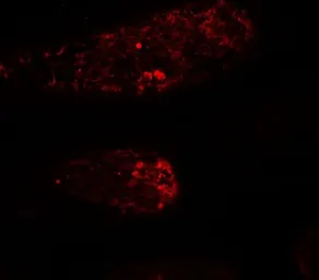 Anti-WAC antibody used in IHC (Paraffin sections) (IHC-P). GTX32115