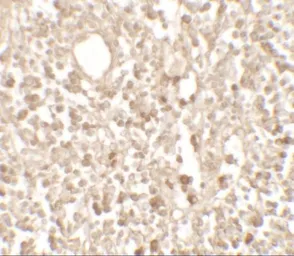 Anti-TMEM107 antibody used in IHC (Paraffin sections) (IHC-P). GTX32119