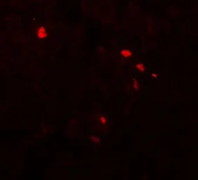Anti-TMEM107 antibody used in IHC (Paraffin sections) (IHC-P). GTX32119