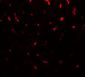 Anti-TMIGD1 antibody used in IHC (Paraffin sections) (IHC-P). GTX32126