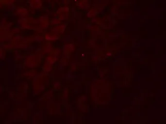 Anti-GLIPR1L2 antibody used in IHC (Paraffin sections) (IHC-P). GTX32129