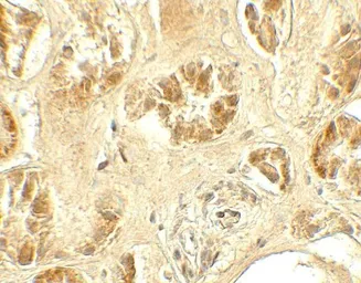 Anti-GDPD5 antibody used in IHC (Paraffin sections) (IHC-P). GTX32133