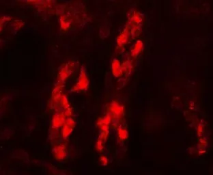 Anti-GDPD5 antibody used in IHC (Paraffin sections) (IHC-P). GTX32133