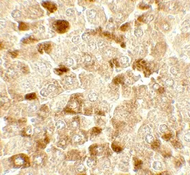 Anti-UBIAD1 antibody used in IHC (Paraffin sections) (IHC-P). GTX32134
