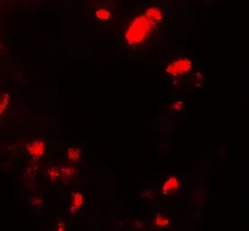 Anti-UBIAD1 antibody used in IHC (Paraffin sections) (IHC-P). GTX32134