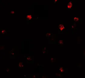 Anti-NDST2 antibody used in Immunocytochemistry/ Immunofluorescence (ICC/IF). GTX32135