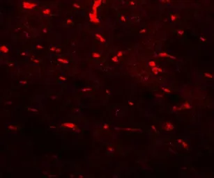 Anti-PDCL3 antibody used in IHC (Paraffin sections) (IHC-P). GTX32137