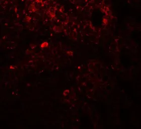 Anti-TRIP12 antibody used in IHC (Paraffin sections) (IHC-P). GTX32138