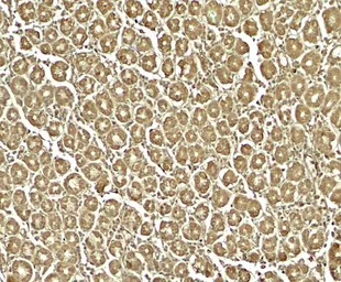 Anti-XKR8 antibody used in IHC (Paraffin sections) (IHC-P). GTX32139