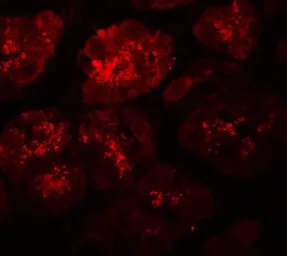 Anti-XKR8 antibody used in IHC (Paraffin sections) (IHC-P). GTX32139