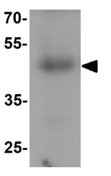 Anti-XKR8 antibody used in Western Blot (WB). GTX32139