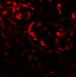 Anti-Beclin 2 antibody used in IHC (Paraffin sections) (IHC-P). GTX32141