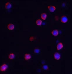 Anti-IQSEC1 antibody used in Immunocytochemistry/ Immunofluorescence (ICC/IF). GTX32142