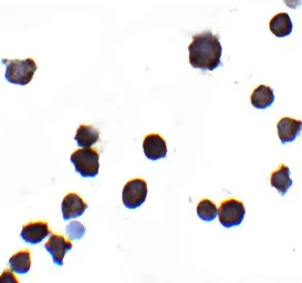 Anti-IQSEC1 antibody used in Immunocytochemistry/ Immunofluorescence (ICC/IF). GTX32142