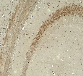 Anti-IQSEC2 antibody used in IHC (Paraffin sections) (IHC-P). GTX32143
