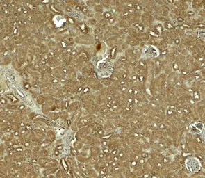 Anti-NOSTRIN antibody used in IHC (Paraffin sections) (IHC-P). GTX32144