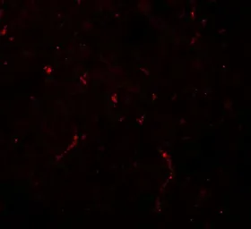 Anti-NOSTRIN antibody used in IHC (Paraffin sections) (IHC-P). GTX32144