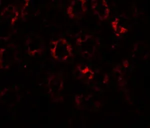 Anti-SLC1A7 antibody used in IHC (Paraffin sections) (IHC-P). GTX32146
