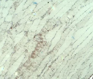 Anti-MYH3 antibody used in IHC (Paraffin sections) (IHC-P). GTX32147
